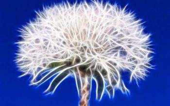 mature dandelion