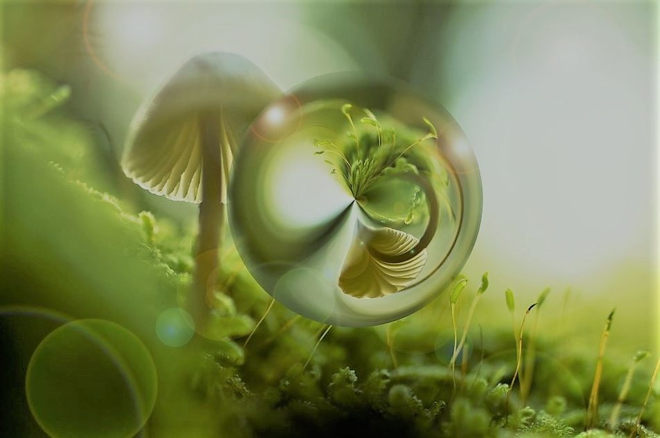 mushroom bubble