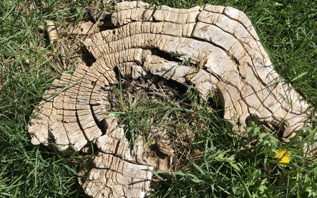 Part of a low tree stump