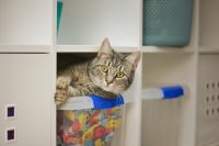 Cat in a bin